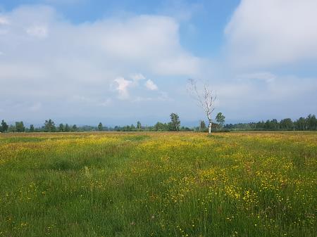 Razcvetlo barje  A Klemenc